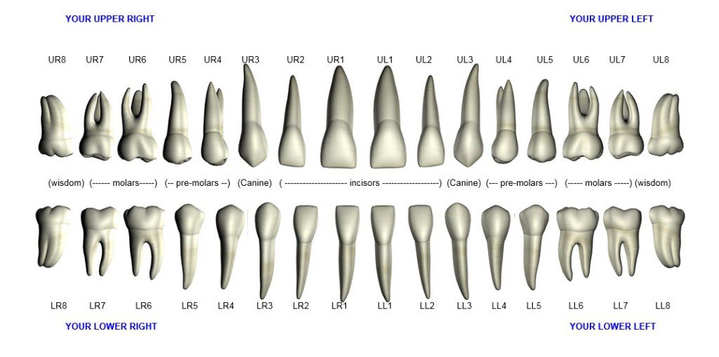 انواع دندان