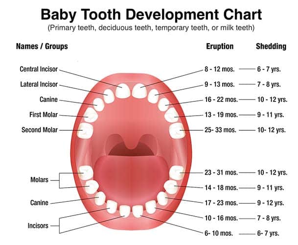 تعداد دندان شیری