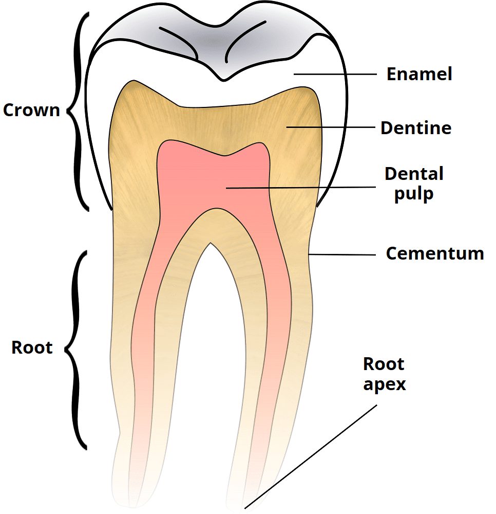 بخشهای دندان